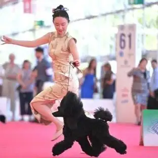 世界杯赛场外快递员小狗走红，体育圈另类“顶流”引发全民热议